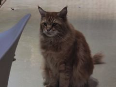 -藏猫猫咖啡主题馆(中央大道店)