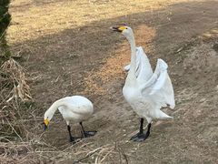 -盐城丹顶鹤湿地生态旅游区