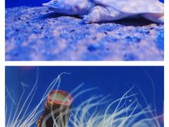 -上海海洋水族馆