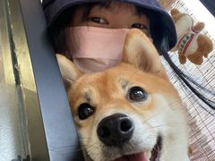 -南京Hallo宠物乐园·哈罗犬舍·柴犬繁育基地