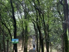 -火炉山森林公园