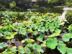 -无锡蠡湖国家湿地公园-蠡园