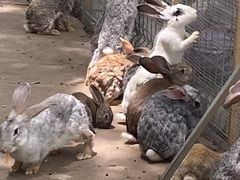 -歌斐颂巧克力小镇