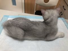 -瑞派长江宠物医院·猫科·外科·24小时夜护(谊城公寓分院)