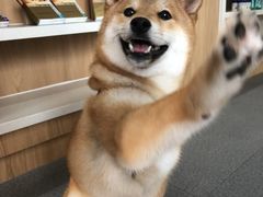 -爱妮康宠物医院·干细胞免疫细胞·肿瘤·心脏(张江店)