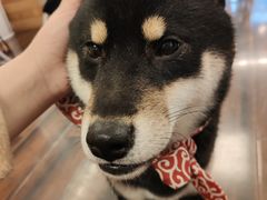 -豆柴町-柴犬主题狗咖(红鼎国际C座店)