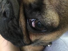 -志龙皇冠吃货椰子铺