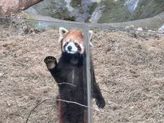 -武汉动物园