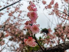 -莫愁湖公园