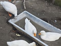 -金鸡湖桃花岛