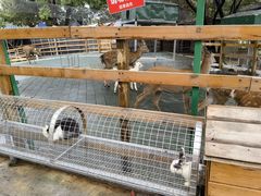 -鹅湖玫瑰文化园
