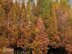 -桤木河湿地公园