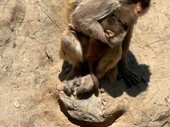 -石家庄市动物园