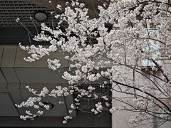 -新湖明珠城