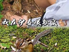 -五营红松林海景区