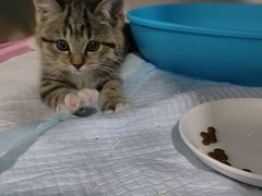 -心仪动物医院·牙专科·肿瘤·心脏科(西客站院)