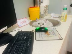 -伟伟宠物医院·瑞派猫友好医院·猫科(光谷店)