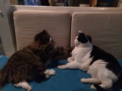 -Anne猫窝咖啡屋