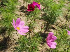 -天津东丽湖风景区
