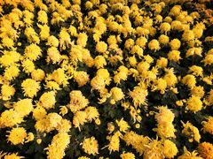 -重庆市江北嘴中央商务区中央公园