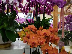 -荷兰花海