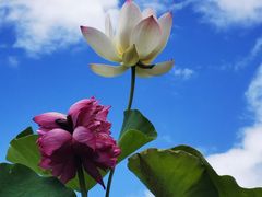 -莲花池公园