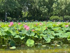 -莲花池公园