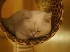 -猫腻·猫咖·撸猫馆(星光大道店)