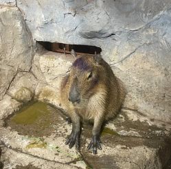 -Zoolung Zoolung动物主题公园(海信广场店)