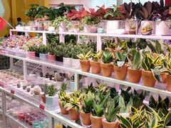 -KKV(东莞海德汇一城店)