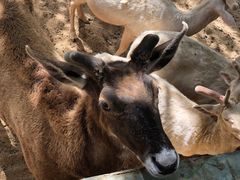 -石家庄市动物园