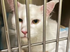 -艾吉宠物医院·疑难杂症转诊中心·猫友好(碧江路院)