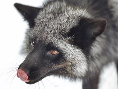 -宫城藏王狐狸村