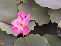 -羊亭河湿地公园