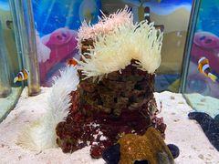 -太平洋海底世界