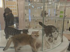 -囡的喵喵酱·萌宠生活馆·宠物洗护美容(胶州路店)