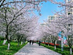 -高东镇樱花园