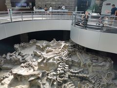 -自贡恐龙博物馆