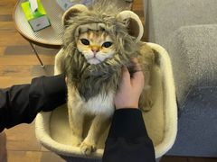 -猫大福·Fortune Cat猫舍(百子湾店)