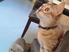 -猫色咖啡·猫咖