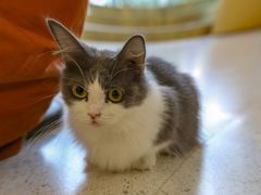 -飞行喵MR PILOT|猫舍·猫咖(静安大融城店)