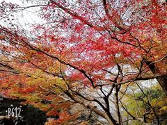 -西湖外事游船(花港观鱼码头)