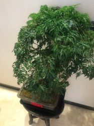 -北京米扬丽格医疗美容·联合丽格鼻整形中心