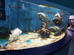 -沙沙哗啦海洋馆(华宇百花谷店)