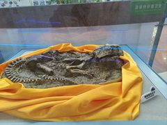 -诸城市恐龙博物馆