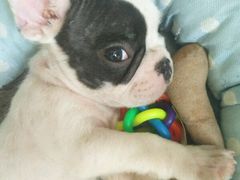 -翊宠yipet猫狗购宠庄园犬舍•猫舍