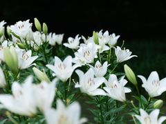 -花开海上生态园
