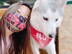 -Husky Go! 哈士奇体验馆·宠物咖啡厅狗咖