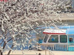 -桃花堤公园