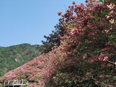 -木兰云雾山